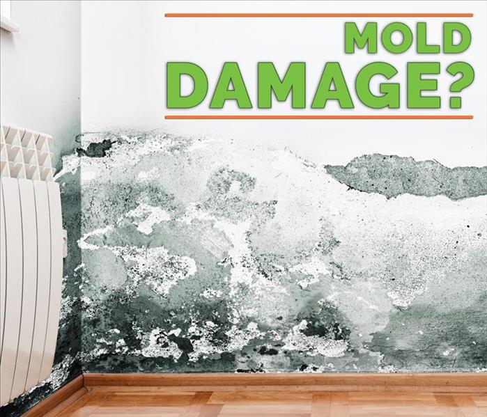 Mold growth on wall with the text ¨Mold Damage?¨