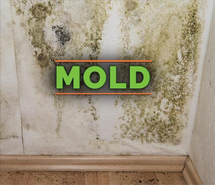 Mold growth on a wall with the word MOLD
