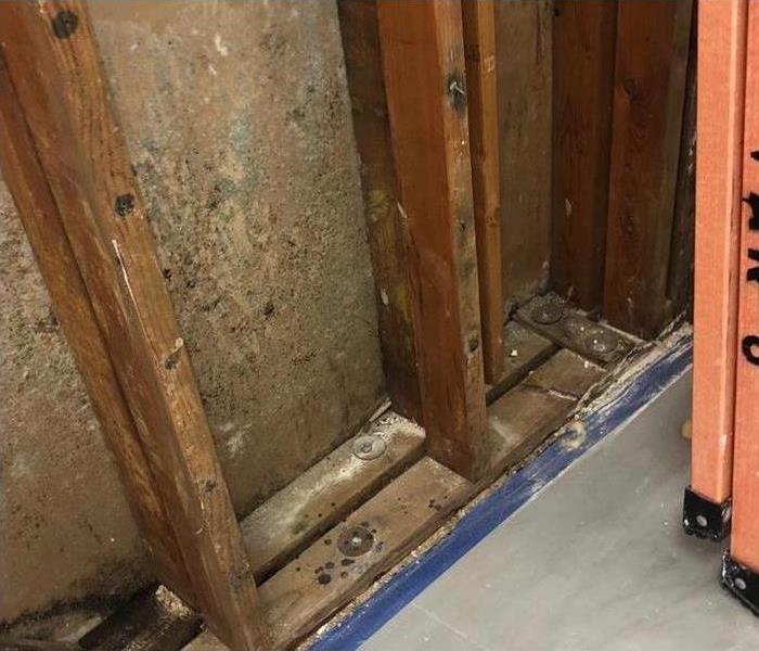 Drywall and studs affected by water loss creating mold growth