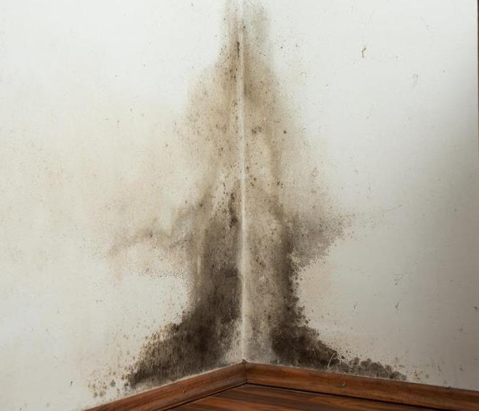 mold on wall